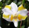 Phalaenopsis pulcherrima var. champonensis